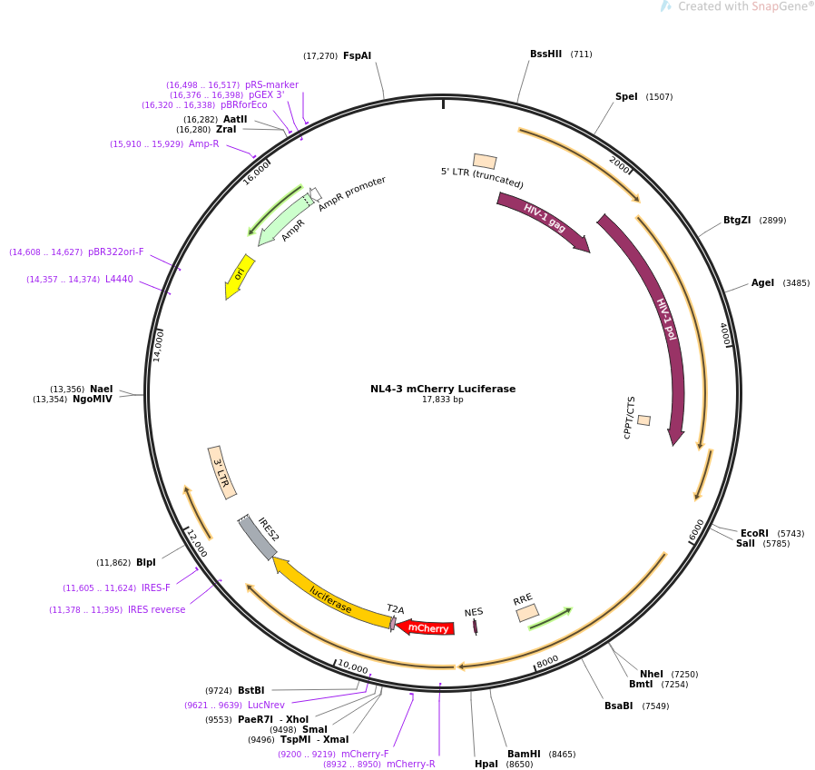 NL4-3 mCherry Luciferase质粒图谱